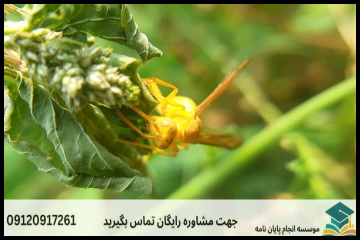 هزینه و قیمت انجام پایان نامه رشته ادبیات پایداری — تصویر 3